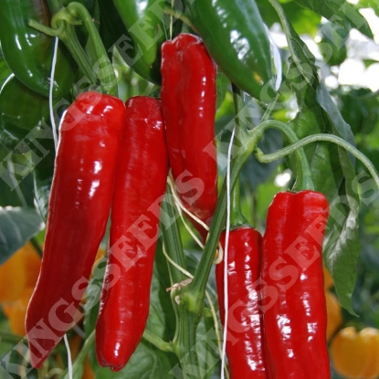 Picture of Pepper Sweet Point Red F1